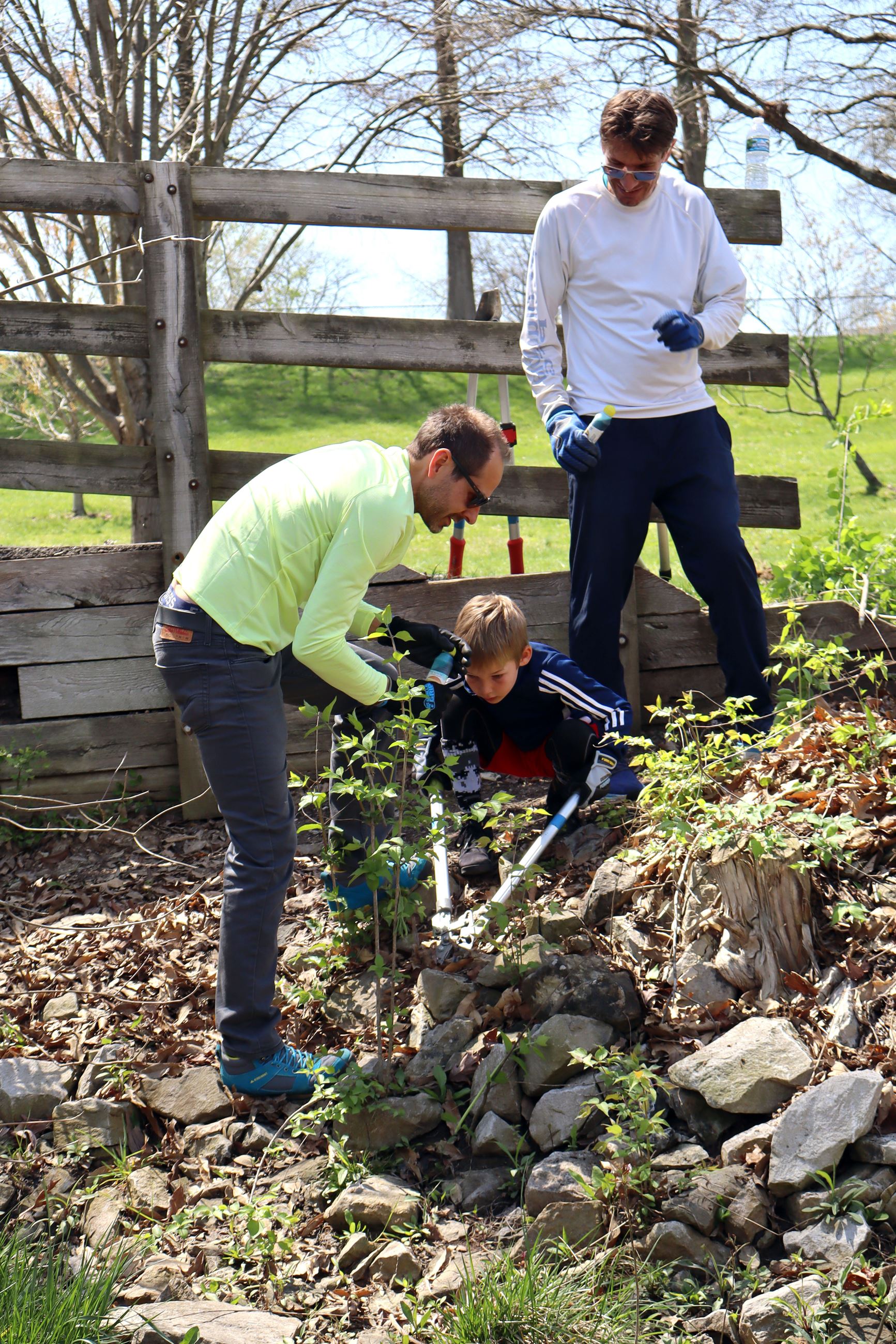 Three people removing honeysuckle