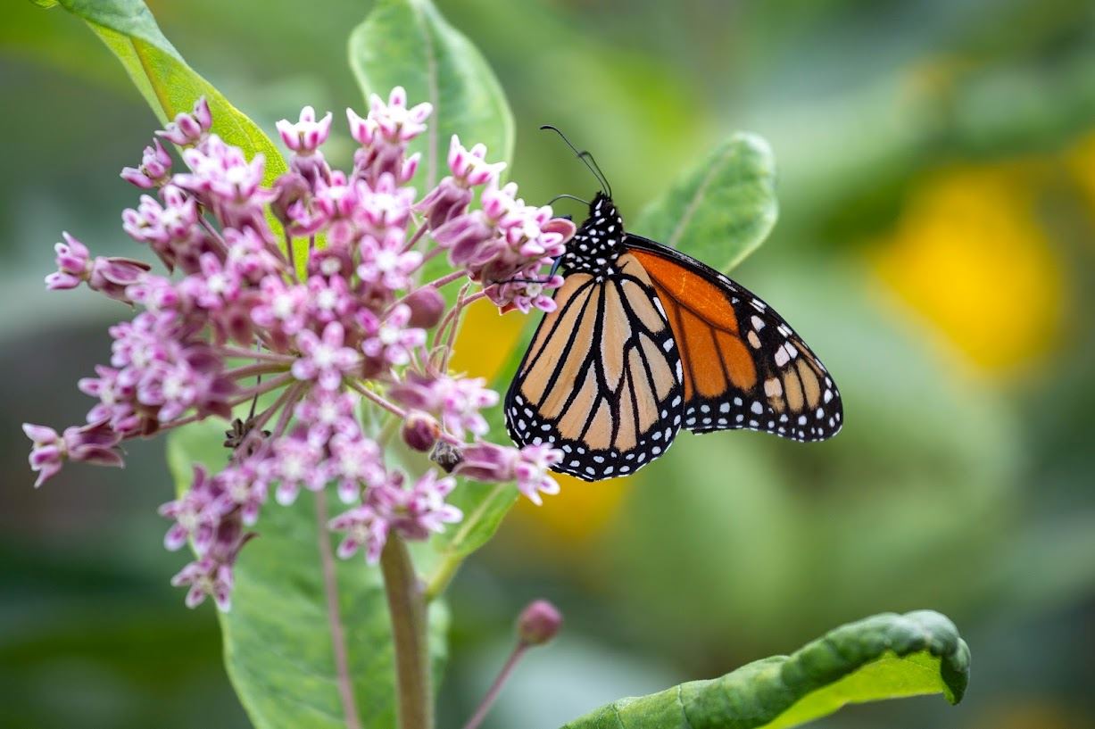 Monarch butterfly on milkweed