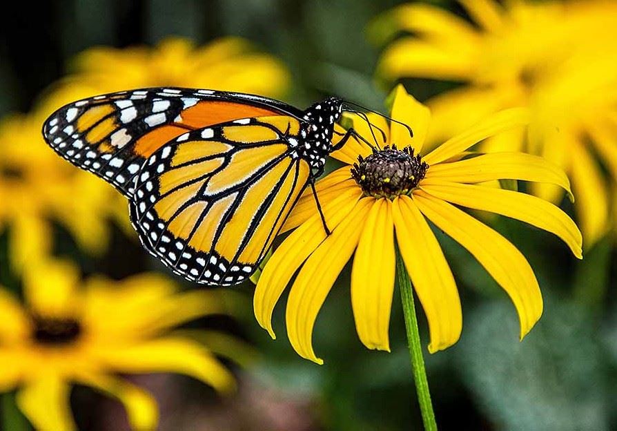 Butterfly on a Flower