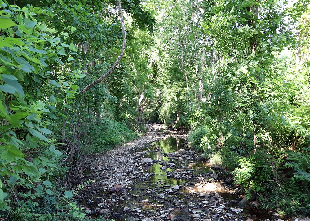 invasive plants along mulberry creek